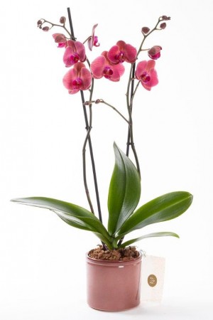 Mor Buket Kağıdında Renkli Krizantemler Çiçekler