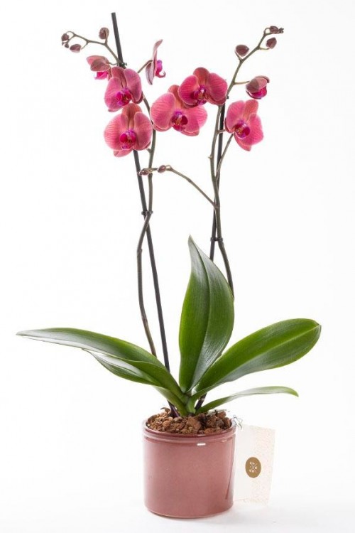 Mor Buket Kağıdında Renkli Krizantemler Çiçekler