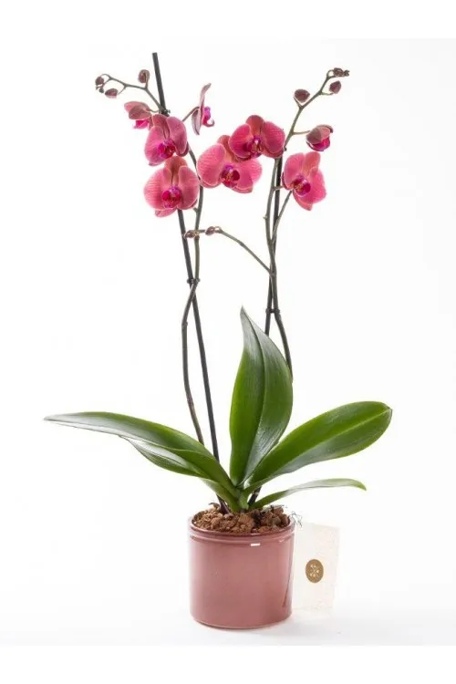 Mor Buket Kağıdında Renkli Krizantemler Çiçekler