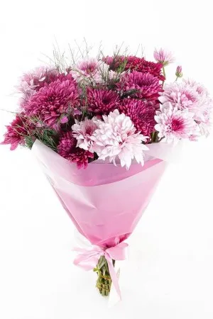 Mor Buket Kağıdında Renkli Krizantemler Çiçekler